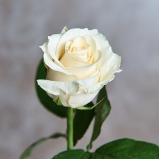 Роза Белуга